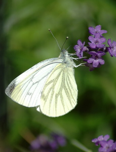 Grønåret Kålsommerfugl (Pieris napi)