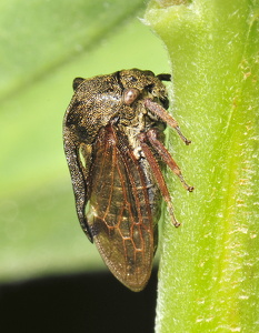 Horncikade (Centrotus cornutus)