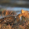 Urfugl (Tetrao tetrix)