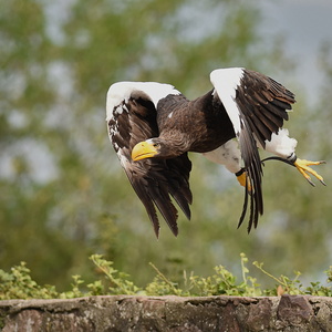Falkonershow:  La Volerie des Aigles, Kintzheim, Frankrig