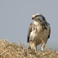  Musvåge (Buteo buteo)