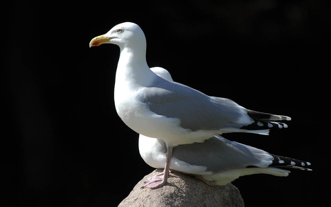 Sølvmåge (Larus argentatus)