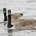 Canadagås (Branta canadensis)