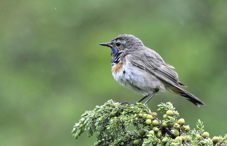  Blåhals (Luscinia svecica)