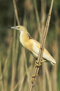 Tophejre (Ardeola ralloides)