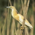 Tophejre (Ardeola ralloides)