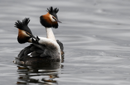 Toppet lappedykker (Podiceps cristatus)