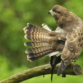 Musvåge (Buteo buteo)