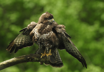  Musvåge (Buteo buteo)