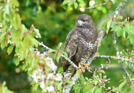  Musvåge Buteo buteo