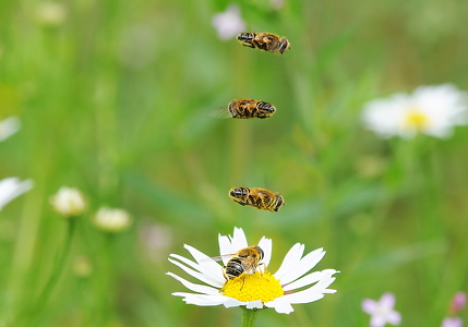  Mark-dyndflue (Eristalis interrupta)