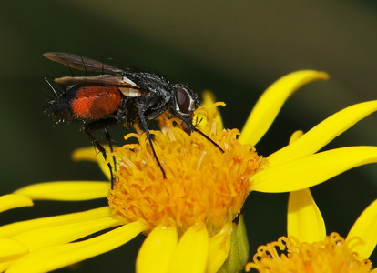 Rød Snylteflue (Eriothrix rufomaculatus)