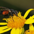 Rød Snylteflue (Eriothrix rufomaculatus)