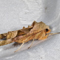 Agatugle  (Phlogophora meticulosa)
