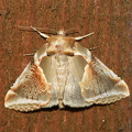  Klyngespinder (Habrosyne pyritoides)