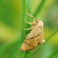  Stor sneglespinder (Apoda limacodes)