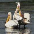  Hvid pelikan (Pelecanus onocrotalus)