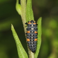  Syvplettet mariehøne Coccinella septempunctata