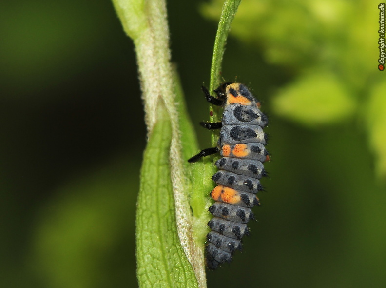 DSC8653 Syvplettet mariehøne Coccinella septempunctata.JPG