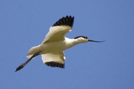  Klyde (Recurvirostra avosetta)