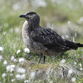  Storkjove (Stercorarius skua)