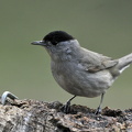  Munk ( Sylvia atricapilla)