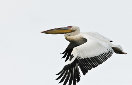  Hvid pelikan (Pelecanus onocrotalus)