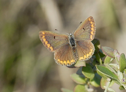  Rødplettet blåfugl (Aricia agestis)