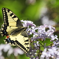  Svalehale (Papilio machaon)