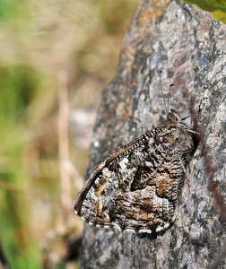 Sandrandøje (Hipparchia semele)