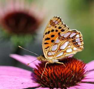 Storplettet perlemorsommerfugl (Issoria lathonia)