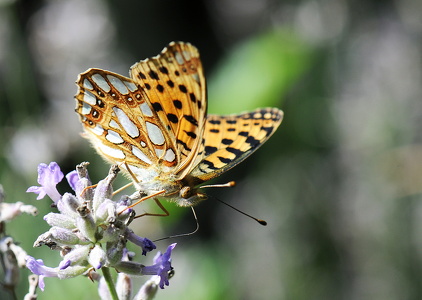 Storplettet perlemorsommerfugl (Issoria lathonia)