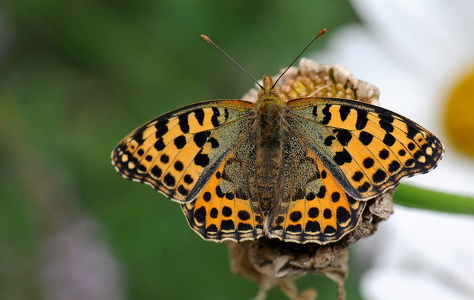 Storplettet perlemorsommerfugl (Issoria lathonia)