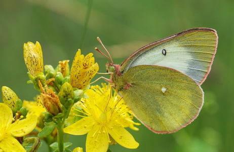 Mosehøsommerfugl (Colias palaeno)