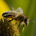  Honningbi
