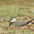  Vibe (Vanellus vanellus)