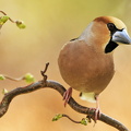 Kernebider (Coccothraustes coccothraustes)