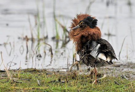  Brushane (Philomachus pugnax)