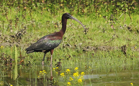  Sort ibis (Plegadis falcinellus)
