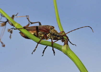  Smalbuk (Stenocorus meridianus) 