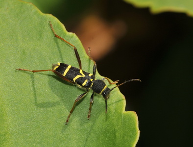   Lille hvepsebuk (Clytus arietis)