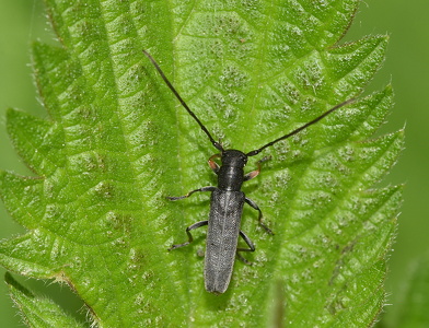 Kørvelbuk (Phytoecia cylindrica)