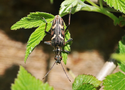  Båndet tandbuk (Rhagium bifasciatum)