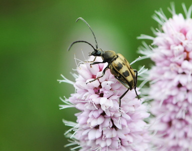  Jysk blomsterbuk ( Pachytodes cerambyciformis)