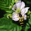  Sydlig blomsterbuk (Rutpela maculata)