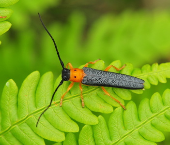 Pilebuk (Oberea oculata)