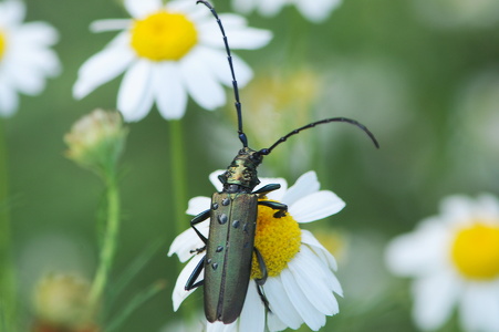  Moskusbuk (Aromia moschata)