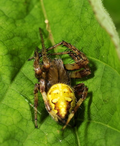 Kvadratedderkop (Araneus quadratus)