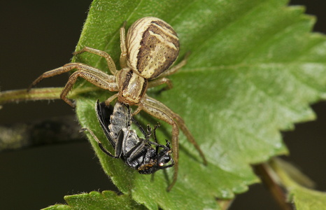  Almindelig Krabbeedderkop (Xysticus cristatus)