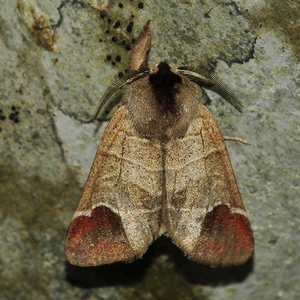 Natsommerfugle, Tandspindere